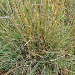 Cymbopogon pospischilii
