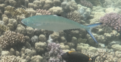 Scomberoides lysan