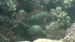 Calotomus viridescens