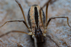 Dicranopalpus pulchellus