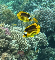 Chaetodon fasciatus