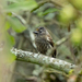 Ecuadorian Piculet - Photo (c) Thibaud Aronson, some rights reserved (CC BY-SA), uploaded by Thibaud Aronson