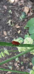 Pyrochroa serraticornis