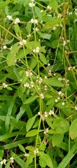 Alternanthera sessilis