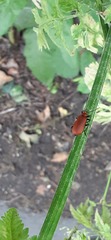 Pyrochroa serraticornis