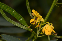 Senna marilandica