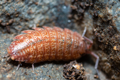 Proporcellio