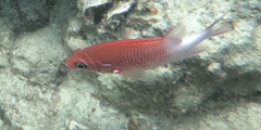Sargocentron caudimaculatum