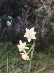 Narcissus dubius