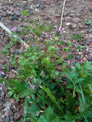 Lamium amplexicaule
