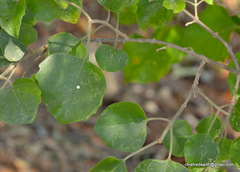 Magnoliopsida