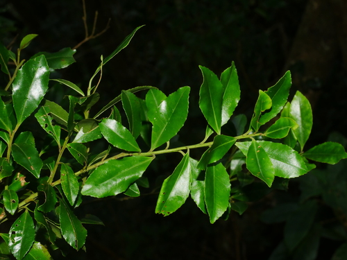 Image of Ilex maximowicziana by (c) Jacy Chen, some rights reserved (CC BY)