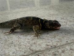 Sceloporus cyanogenys