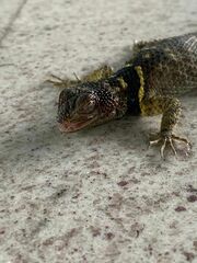 Sceloporus cyanogenys