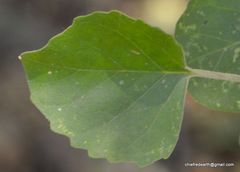 Magnoliopsida