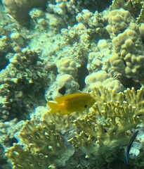 Pomacentrus sulfureus