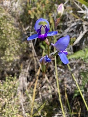 Disa graminifolia
