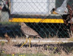 Burhinus capensis capensis