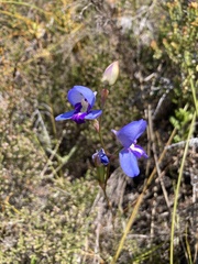 Disa graminifolia