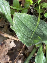 Lithospermum tuberosum