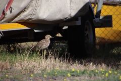Burhinus capensis capensis