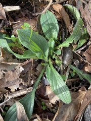 Lithospermum tuberosum