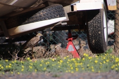 Burhinus capensis capensis