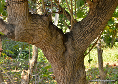 Magnoliopsida