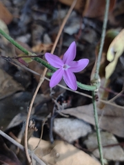 Pseuderanthemum praecox