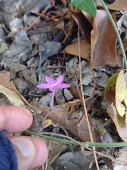 Pseuderanthemum praecox
