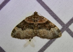 Xanthorhoe lacustrata