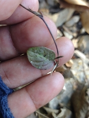 Pseuderanthemum praecox