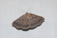 Blasticorhinus rivulosa