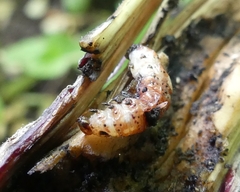 Papaipema nebris