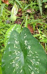 Caladium steudnerifolium