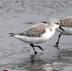 Calidris alba