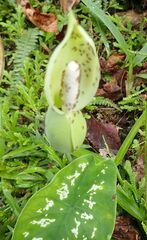 Caladium steudnerifolium