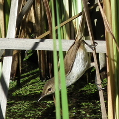 Acrocephalus gracilirostris