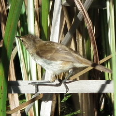 Acrocephalus gracilirostris