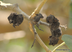 Magnoliopsida