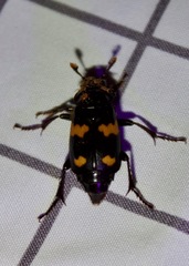 Nicrophorus orbicollis