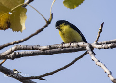 Spinus psaltria