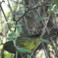 Crithagra scotops umbrosa