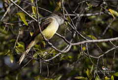 Myiarchus tuberculifer