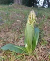 Himantoglossum robertianum