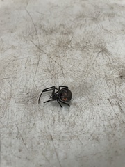 Latrodectus