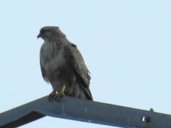 Buteo rufinus