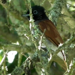 Terpsiphone viridis granti