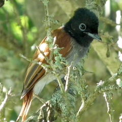 Terpsiphone viridis granti