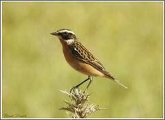 Saxicola rubetra